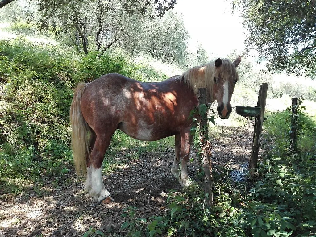 Farm stay Fattoria Di Fubbiano Villa Collodi